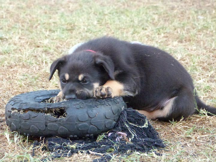 chinook dog